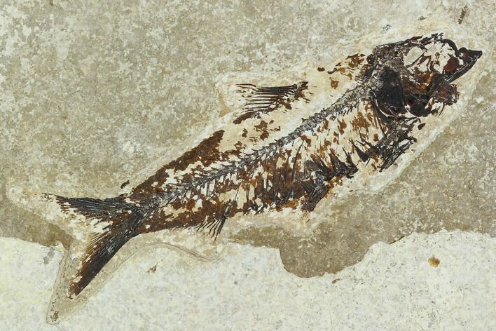 Fossil Fish (Knightia) - Green River Formation #129780